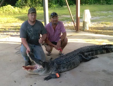 austin gator photo